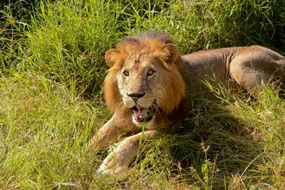 Rather aggressive Lion at Lake Manyara